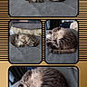 Nala is registered to the contest to win money with this photo: animal, bed, blanket, cat, collage, cozy, curled_up, cute, feline, fluffy, gray, indoor, peaceful, pet, pillow, relaxed, resting, sleeping, striped, tabby