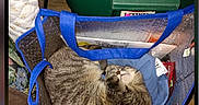 Nala joined the competition — help win amazing prizes! animal, blue_bag, cat, cozy, curled_up, domestic_cat, fabric, feline, home, indoor, papers, pet, quiet, relaxed, resting, sleeping, storage_bin, tabby_cat, tote_bag, wooden_floor
