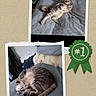 animal, badge, bed, blanket, cat, cozy, curled_up, cute, domestic_animal, feline, fur, green_ribbon, indoor, pet, relaxed, resting, scrapbook, sleeping, tabby_cat, two_photos