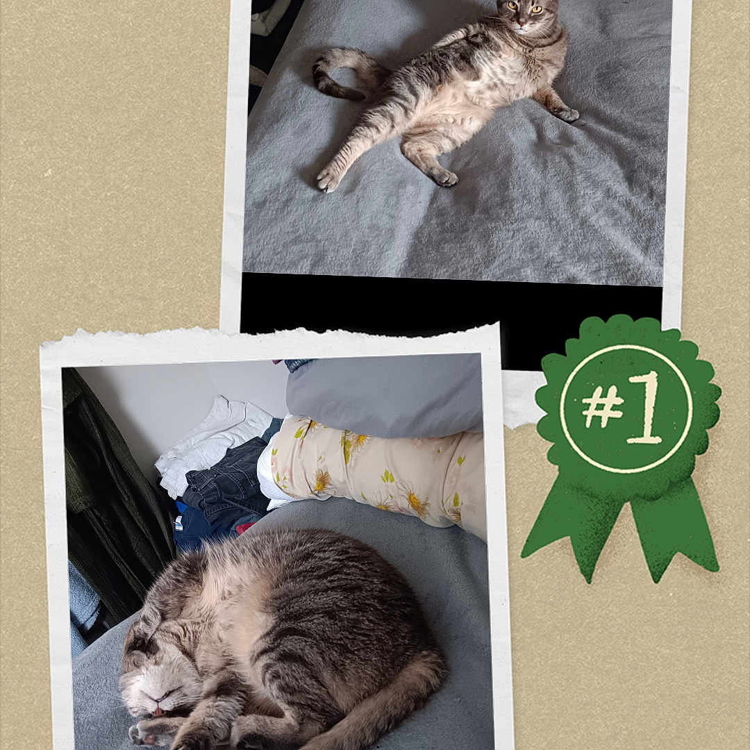 Nala is registered to the contest to win money with this photo: animal, badge, bed, blanket, cat, cozy, curled_up, cute, domestic_animal, feline, fur, green_ribbon, indoor, pet, relaxed, resting, scrapbook, sleeping, tabby_cat, two_photos