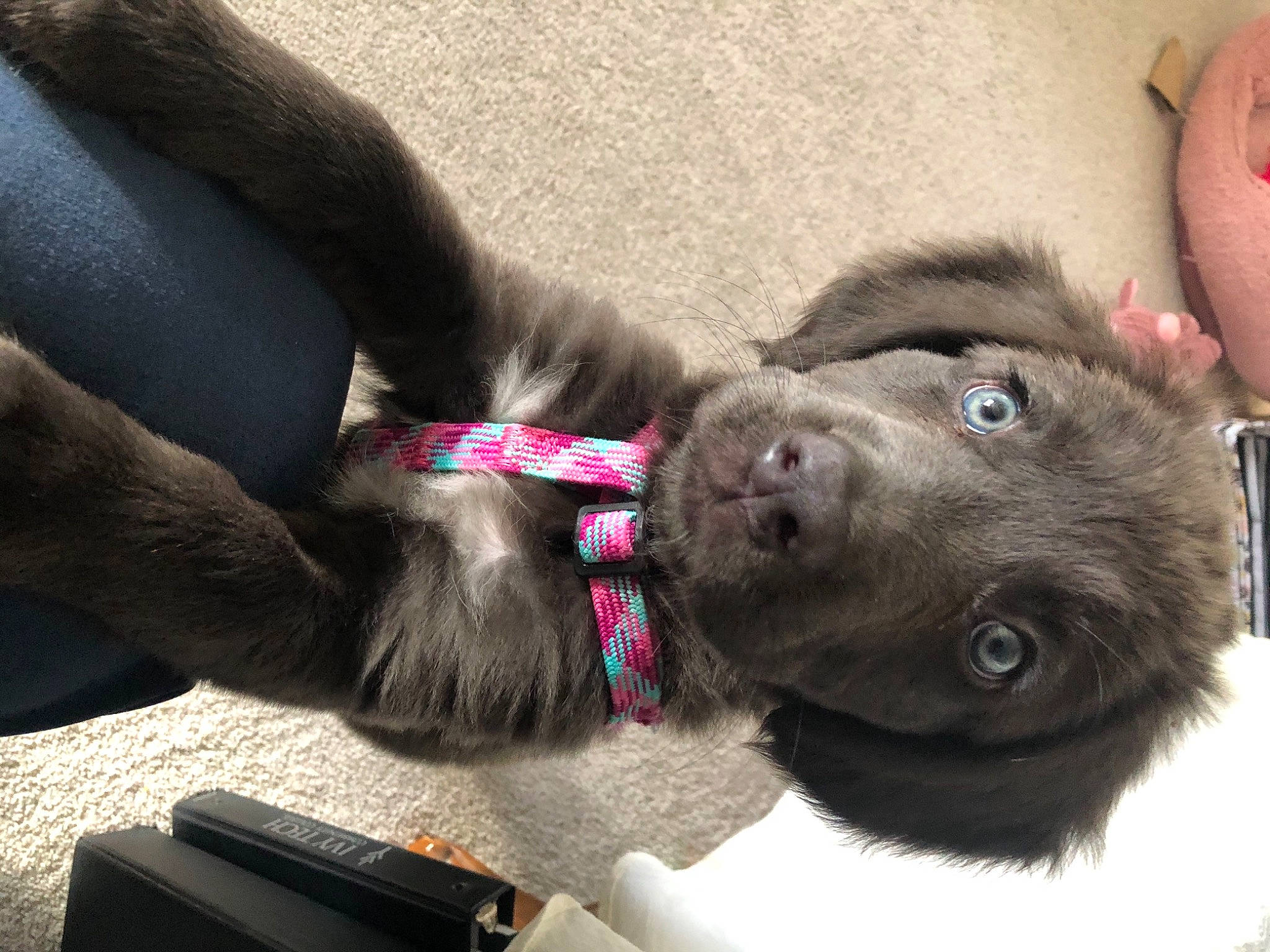 Gabby is registered to the contest to win money with this photo: canidae, carnivore, companion_dog, dog, dog_breed, mammal, puppy, snout, sporting_group, vertebrate