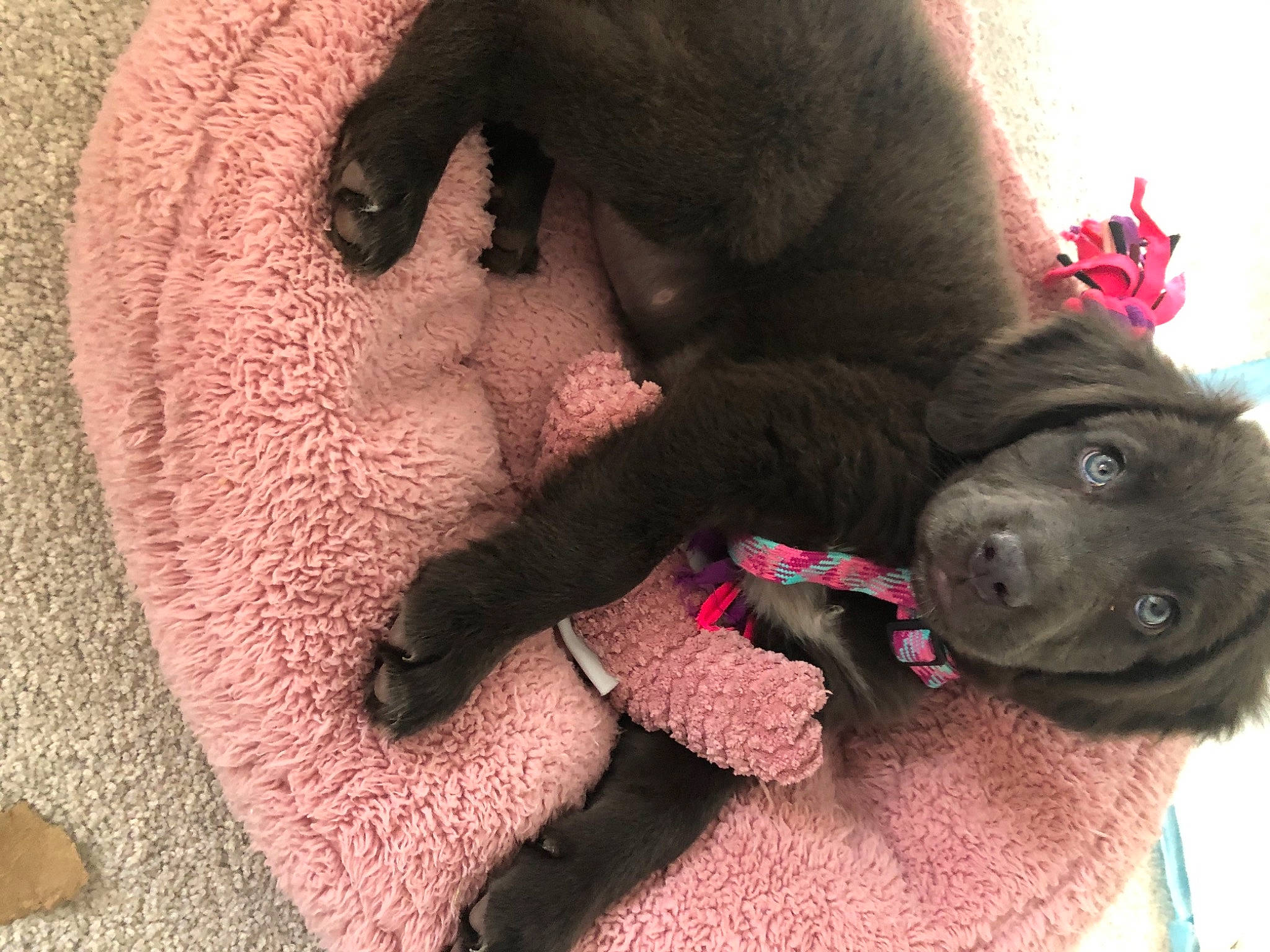 Gabby joined the competition — help win amazing prizes! canidae, carnivore, dog, dog_breed, fawn, labrador_retriever, mammal, non_sporting_group, puppy, retriever, snout, sporting_group, vertebrate