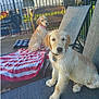 Dipper is registered to the contest to win money with this photo: dog, puppy, golden_retriever, wet, outdoor, lounge_chair, towel, fence, backyard, wicker_bench, grass, sunny, pet, collar, blue_tag, concrete, relaxing, daytime, house, animal