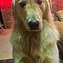 Dipper is registered to the contest to win money with this photo: dog, golden_retriever, paw, close_up, indoor, television, pumpkin, brick_wall, couch, hand, furniture, orange_lighting, pet, canine, living_room, decor, cute, animal, household, cozy