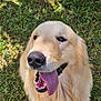 golden_retriever, dog, tongue_out, happy, pet, canine, grass, outdoor, sunlight, animal, mammal, friendly, playful, fur, nose, ears, sitting, nature, summer, daylight