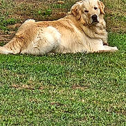 Dipper is registered to the contest to win money with this photo: dog, golden_retriever, grass, outdoor, pet, animal, fence, greenery, canine, mammal, leisure, nature, relaxed, backyard, fur, laying_down, daylight, portrait, one_animal, domestic_animal