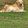 dog, golden_retriever, grass, outdoor, pet, animal, fence, greenery, canine, mammal, leisure, nature, relaxed, backyard, fur, laying_down, daylight, portrait, one_animal, domestic_animal