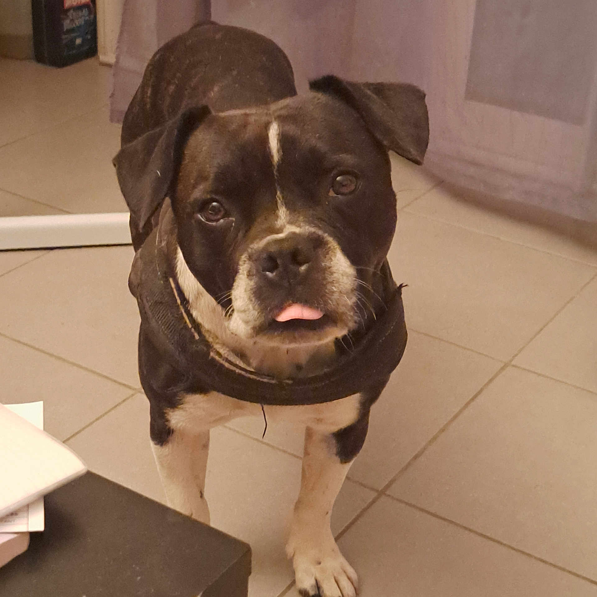 Rio a rejoint le concours — aidez-le/la à gagner de superbes lots ! black_and_white, canine, close_up, companion, curious, curtain, dog, domestic_animal, ears, floor, front_legs, fur, household, indoor, looking_at_camera, pet, snout, standing, tile_floor, tongue_out