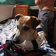 Dexter participe au concours pour gagner de l'argent avec cette photo : danish_swedish_farmdog, dog, dog_breed, dog_breed_group, dog_like_mammal, jack_russell_terrier, russell_terrier, snout