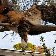 Ninette a rejoint le concours — aidez-le/la à gagner de superbes lots ! cat, cat_like_mammal, fauna, small_to_medium_sized_cats, snout, tree, whiskers, wildlife