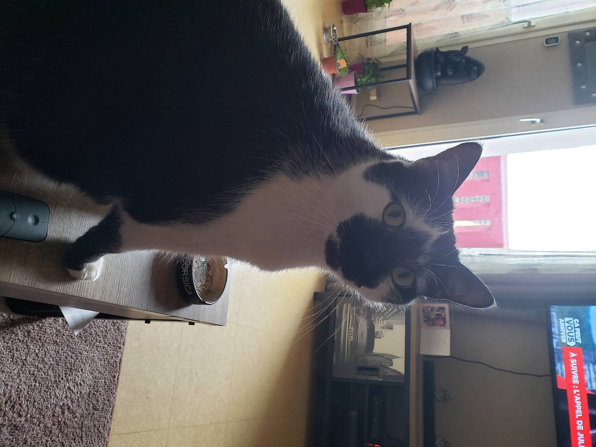 Jumper a rejoint le concours — aidez-le/la à gagner de superbes lots ! carnivore, cat, domestic_short_haired_cat, felidae, fur, home_appliance, houseplant, mammal, small_to_medium_sized_cats, tail, vertebrate, whiskers