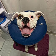 Felicity is registered to the contest to win money with this photo: dog, smiling, inflatable_collar, bathroom, purple_mat, white_curtain, tile_floor, pet, happy, tongue_out, indoor, looking_up, ears, black_nose, white_fur, brown_patch, sitting, mouth_open, cute, animal