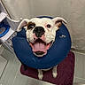 dog, smiling, inflatable_collar, bathroom, purple_mat, white_curtain, tile_floor, pet, happy, tongue_out, indoor, looking_up, ears, black_nose, white_fur, brown_patch, sitting, mouth_open, cute, animal
