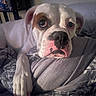 Felicity joined the competition — help win amazing prizes! dog, white_dog, brown_patch, close_up, bed, blanket, paw, indoor, pet, canine, resting, cute, expressive_eyes, cozy, fur, snout, nail, portrait, animal, companion