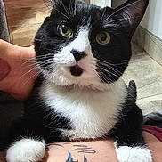 Latte joined the competition — help win amazing prizes! cat, black_and_white, tattoo, paws, indoor, floor, tile, person, skin, green_eyes, whiskers, fur, curious, close_up, pet, animal, resting, looking, cute, domestic_cat