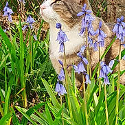 Cooky participe au concours pour gagner de l'argent avec cette photo : cat, tabby_cat, flower, purple_flower, greenery, garden, outdoor, nature, plant, leaf, sunlight, fence, pet, animal, mammal, whiskers, ears, flora, peaceful, serene