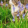 animal, cat, ears, fence, flora, flower, garden, greenery, leaf, mammal, nature, outdoor, peaceful, pet, plant, purple_flower, serene, sunlight, tabby_cat, whiskers