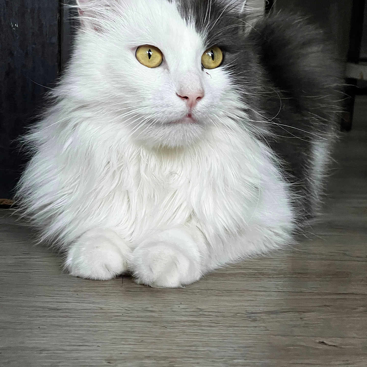 Pasha