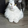 Pasha participe au concours pour gagner de l'argent avec cette photo : animal, cat, closeup, domestic_cat, ears, feline, floor, fluffy, fur, gray, indoor, paws, pet, portrait, relaxed, sitting, whiskers, white, wooden_floor, yellow_eyes