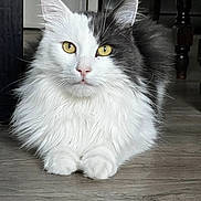 Pasha a rejoint le concours — aidez-le/la à gagner de superbes lots ! animal, calm, cat, close_up, cute, domestic_cat, ears, feline, floor, gray_fur, indoor, long_hair, lying_down, paws, pet, portrait, whiskers, white_fur, wooden_floor, yellow_eyes