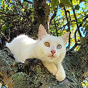 élixir participe au concours pour gagner de l'argent avec cette photo : cat, white_cat, heterochromia, tree, branch, nature, outdoor, green_leaves, blue_sky, moss, animal, pet, feline, wildlife, curious, relaxed, daylight, close_up, mammal, whiskers