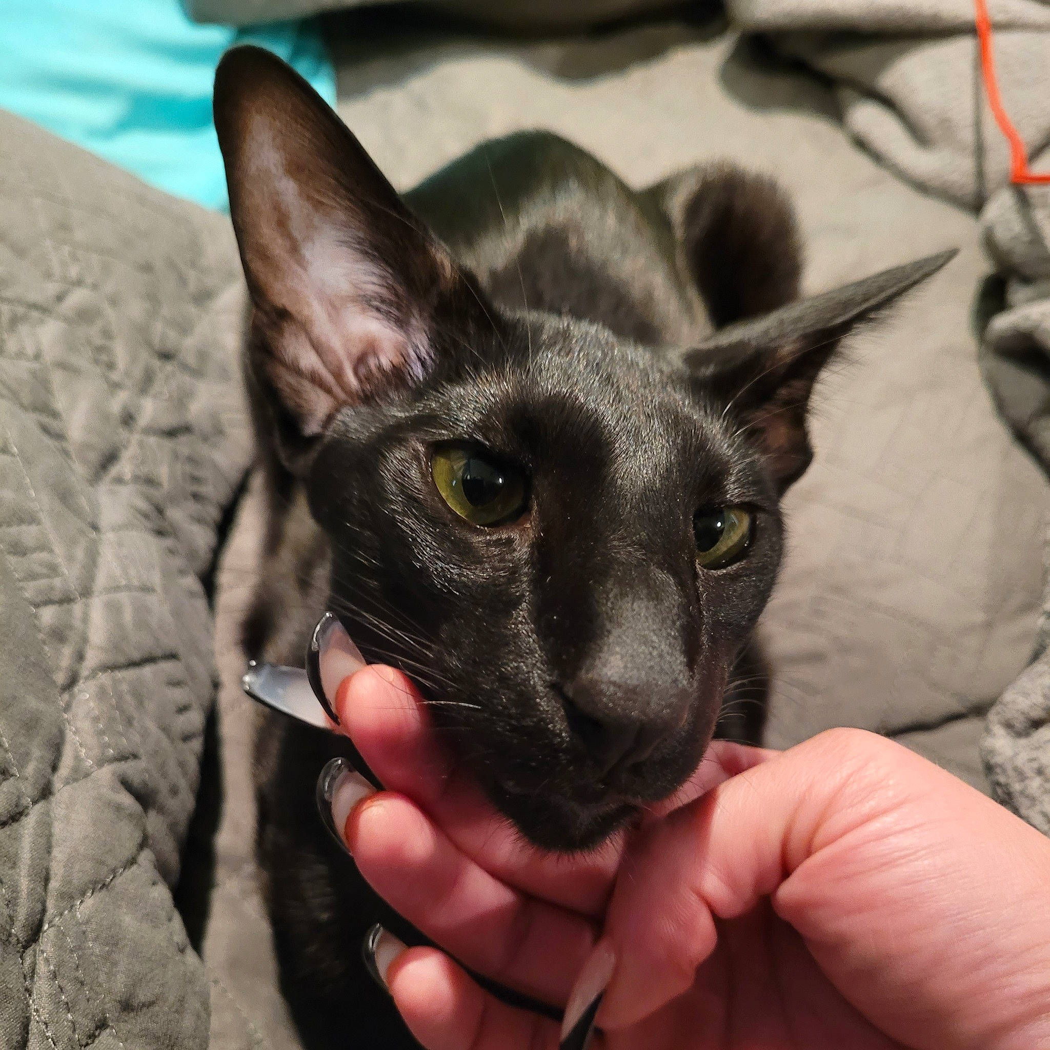 Damien is registered to the contest to win money with this photo: black_cat, canidae, carnivore, cat, comfort, devon_rex, dog_breed, domestic_short_haired_cat, ear, fawn, felidae, fur, head, nail, small_to_medium_sized_cats, snout, terrestrial_animal, whiskers, working_animal