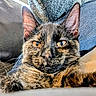 animal, blanket, cat, close_up, couch, cozy, cute, domestic, ears, face, feline, fur, indoor, looking_at_camera, pet, pillow, relaxed, resting, tortoiseshell, whiskers
