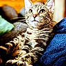 Nala is registered to the contest to win money with this photo: cat, tabby, feline, pet, animal, indoor, cozy, blanket, fur, whiskers, ears, eyes, relaxed, resting, cute, mammal, closeup, portrait, soft, comfort