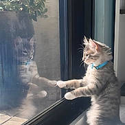 Jasper is registered to the contest to win money with this photo: cat, reflection, glass_door, blue_collar, curious, indoor, feline, window, paw, side_view, pet, domestic_cat, looking_out, daylight, floor, plant_reflection, whiskers, soft_fur, home, animal