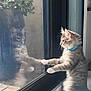 cat, reflection, glass_door, blue_collar, curious, indoor, feline, window, paw, side_view, pet, domestic_cat, looking_out, daylight, floor, plant_reflection, whiskers, soft_fur, home, animal
