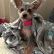 Maizee Mae joined the competition — help win amazing prizes! dog, small_dog, blanket, pink_collar, fluffy, ears, fur, pet, cozy, sitting, indoor, soft_texture, cute, portrait, animal, companion, domestic, furry, wrapped, resting