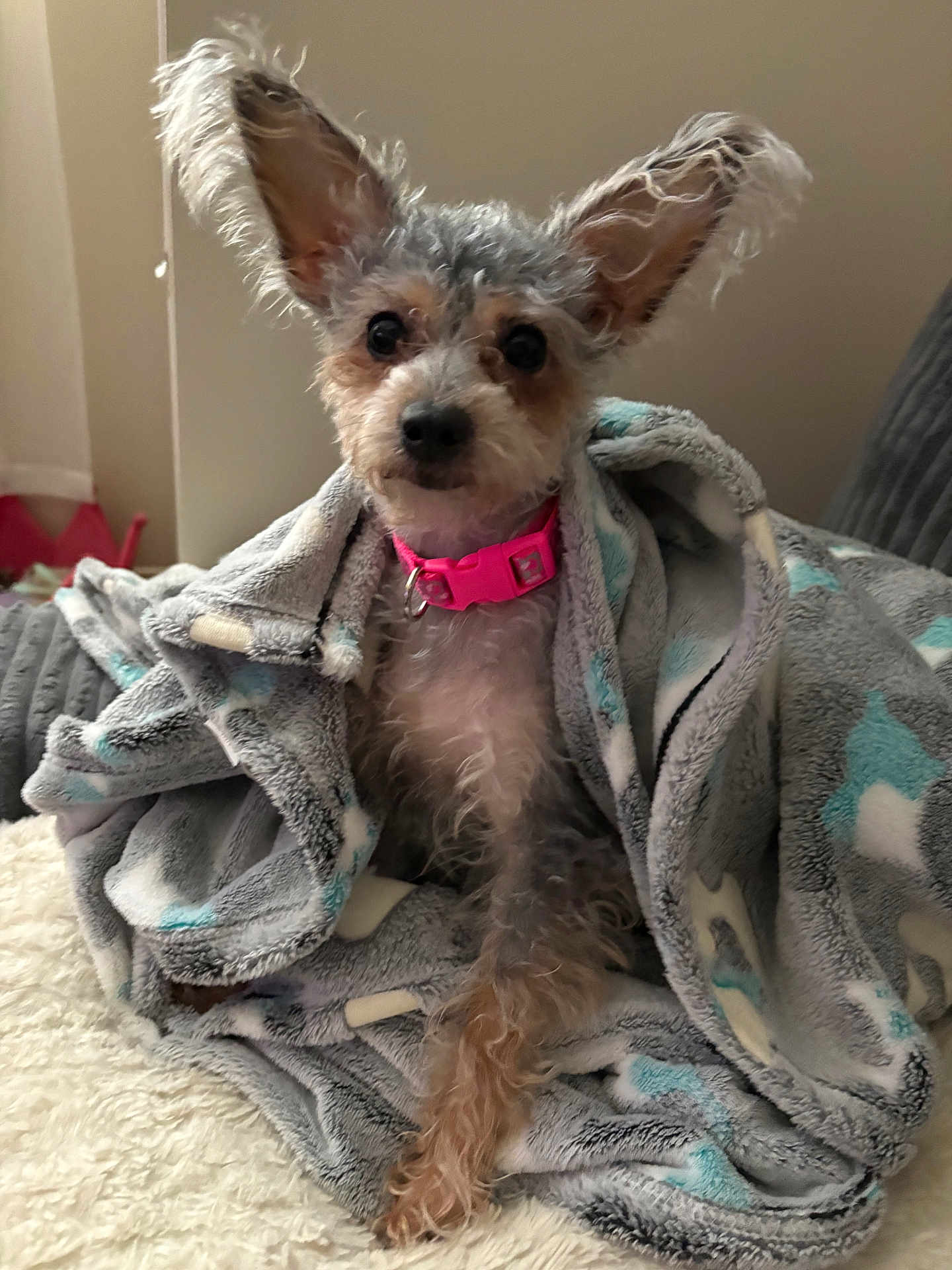 Maizee Mae joined the competition — help win amazing prizes! dog, small_dog, blanket, pink_collar, fluffy, ears, fur, pet, cozy, sitting, indoor, soft_texture, cute, portrait, animal, companion, domestic, furry, wrapped, resting
