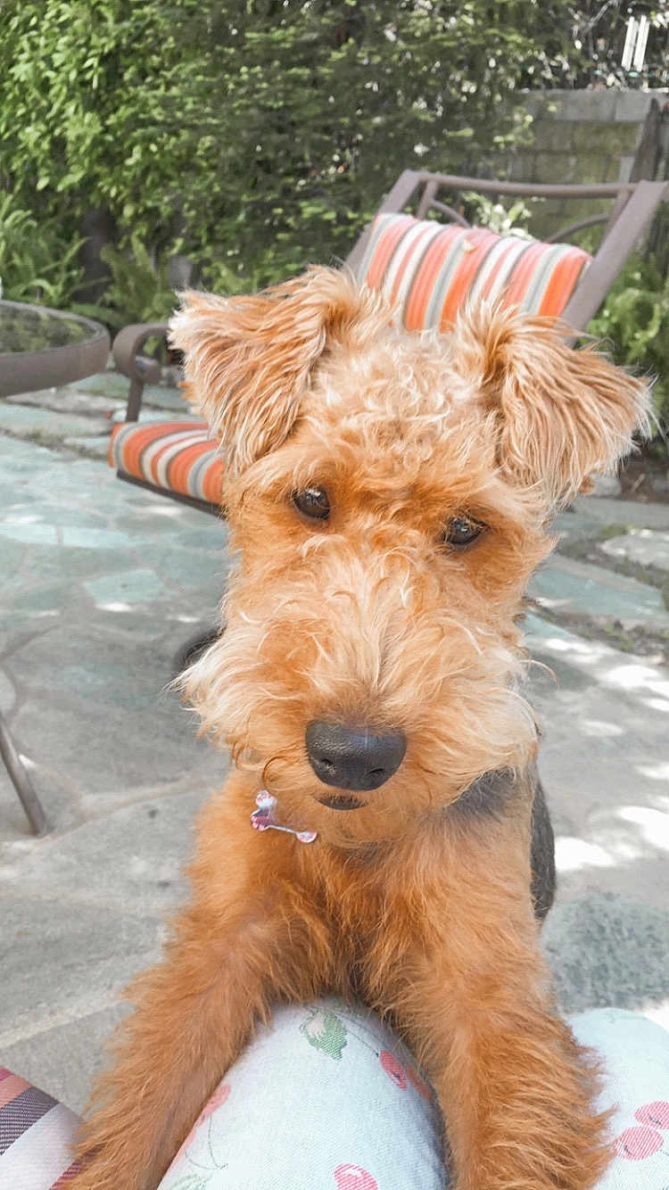 Roxy
