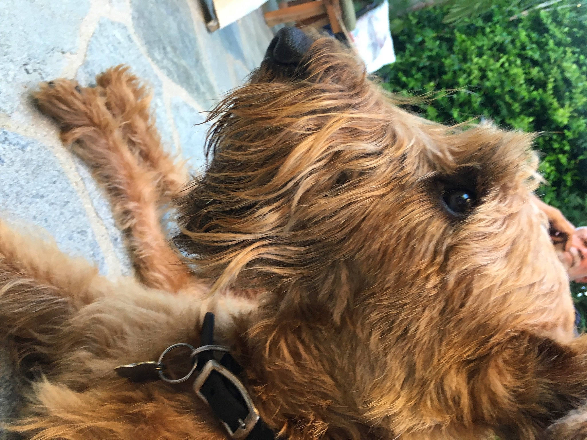 Dexter is registered to the contest to win money with this photo: airedale_terrier, berger_picard, briard, canidae, carnivore, dog, dog_breed, ear, fawn, fur, irish_terrier, norwich_terrier, sporting_group, terrier