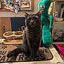 Hubbabubbagray is registered to the contest to win money with this photo: animal, background_objects, canned_food, cat, clutter, cute, domestic_cat, food_bowls, furniture, furry_animal, gray_cat, gumby_toy, indoor, kitchen, mat, pet_food, plush_toy, shelf, sitting, table