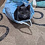 Hubbabubbagray joined the competition — help win amazing prizes! animal, box, carpet, cat, closeup, curious, cushion, domestic_animal, ears, eyes, feline, floor, fur, gray_cat, household, indoor, pet, plastic_bag, sitting, whiskers