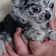 Telio participe au concours pour gagner de l'argent avec cette photo : animal, background, black_and_white, close_up, cute, dog, domestic_animal, fingers, fur, hands, holding, indoor, mammal, person, pet, portrait, puppy, small, soft, young