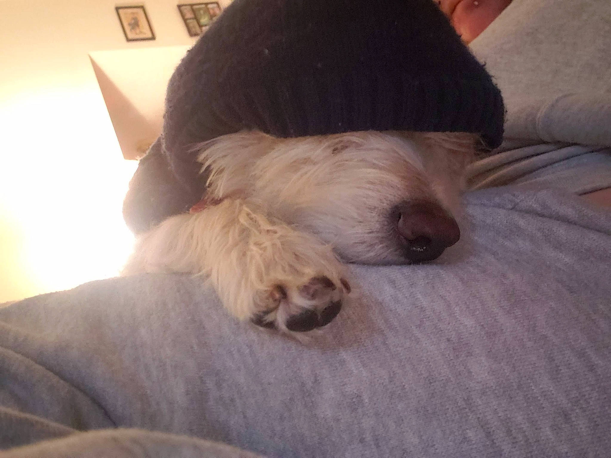 Dingdang is registered to the contest to win money with this photo: canidae, carnivore, cloud, comfort, companion_dog, dog, dog_breed, eyewear, facial_hair, fawn, fur, human_leg, nap, paw, snout, sporting_group, tail, terrier, toy_dog, working_animal