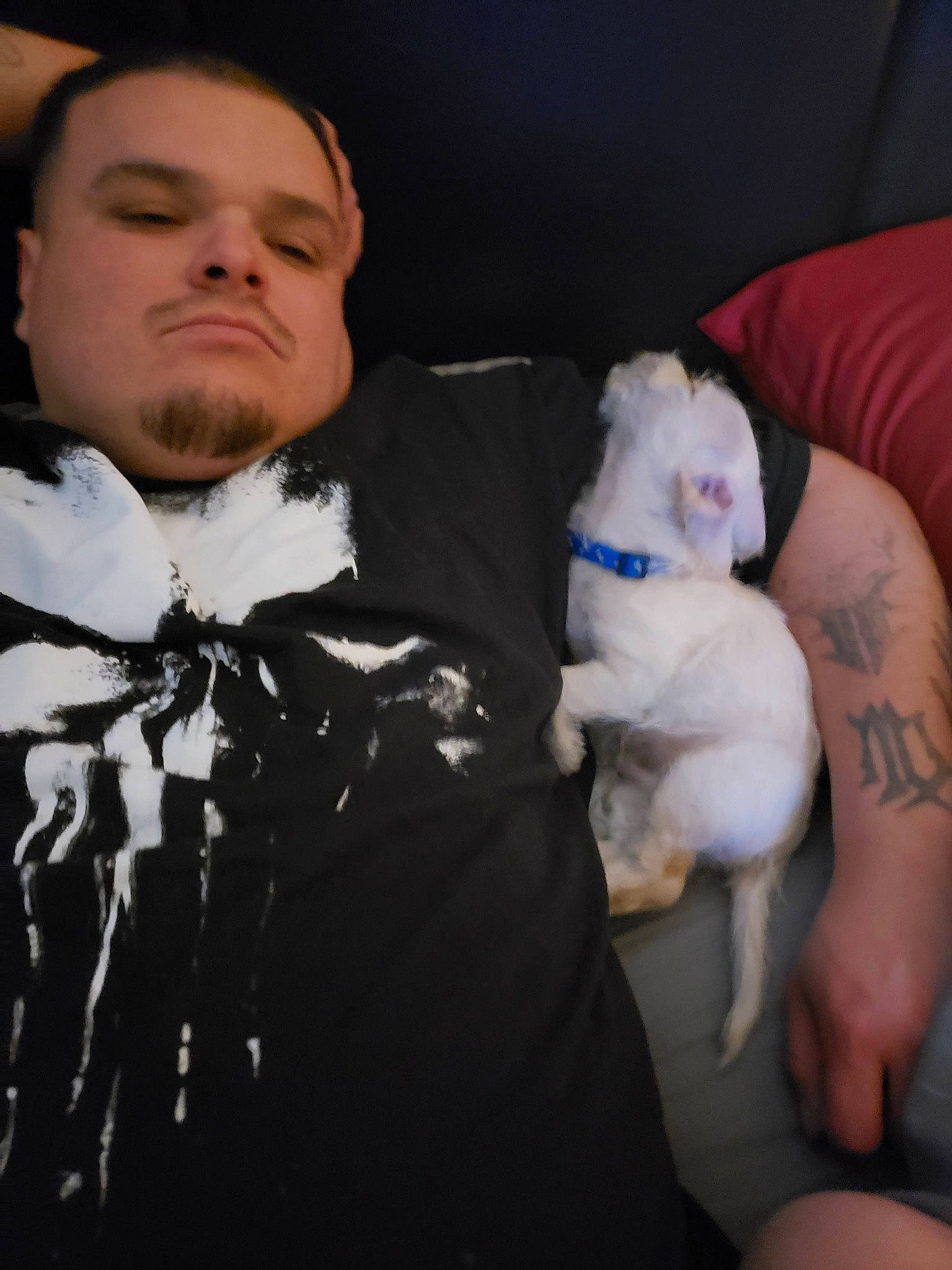 Dingdang joined the competition — help win amazing prizes! beard, bow_tie, canidae, carnivore, collar, companion_dog, dog, dog_breed, dog_clothes, facial_hair, fashion_accessory, fawn, flash_photography, formal_wear, fur, moustache, snout, sporting_group, tie, toy_dog