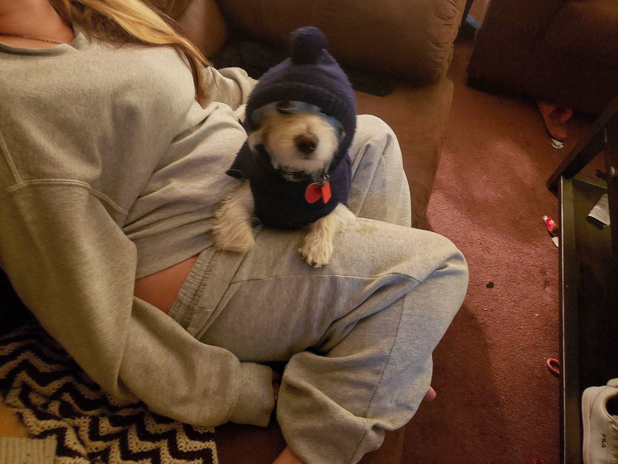 Dingdang joined the competition — help win amazing prizes! canidae, carmine, carnivore, child, comfort, companion_dog, couch, dog, dog_breed, fur, knee, non_sporting_group, panda, plush, sitting, sporting_group, stuffed_toy, t_shirt, teddy_bear, toy