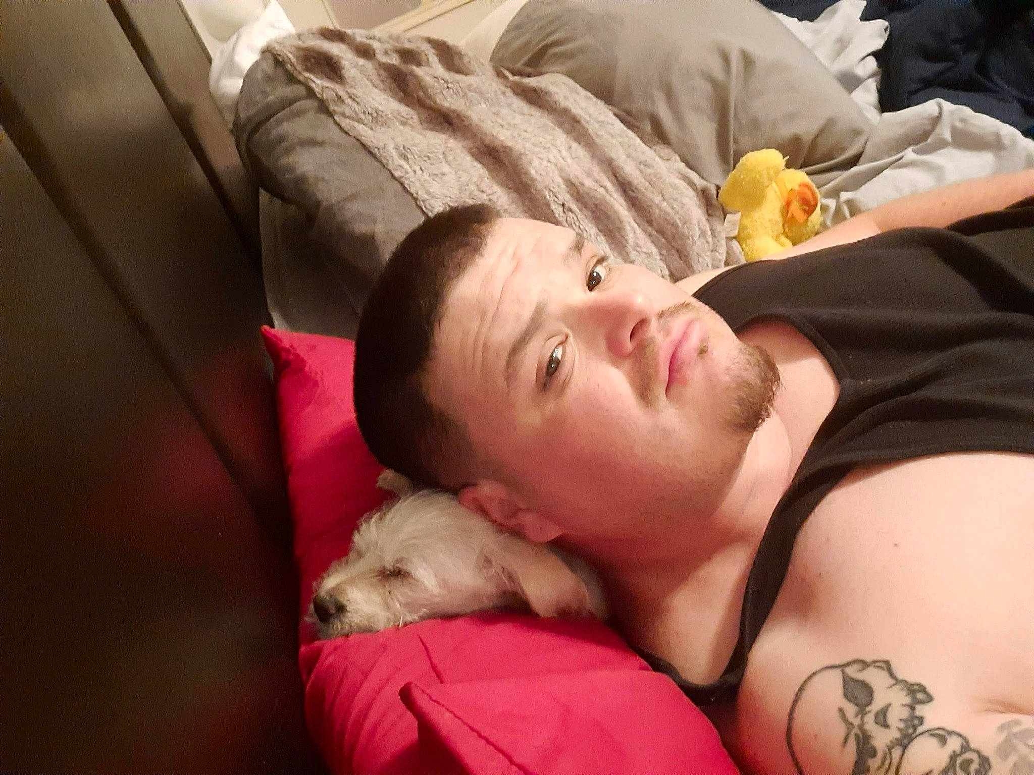 Dingdang is registered to the contest to win money with this photo: abdomen, barechested, bed, bedding, bedtime, chest, comfort, companion_dog, couch, dog, flesh, fur, happy, human_leg, linens, nap, room, sitting, toy_dog, trunk