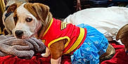 Lila is registered to the contest to win money with this photo: dog, puppy, costume, tutu, red_shirt, blue_skirt, stars_pattern, bed, blanket, towel, pet, portrait, cute, side_eye, indoor, furniture, paws, ears, brown_white_fur, canine
