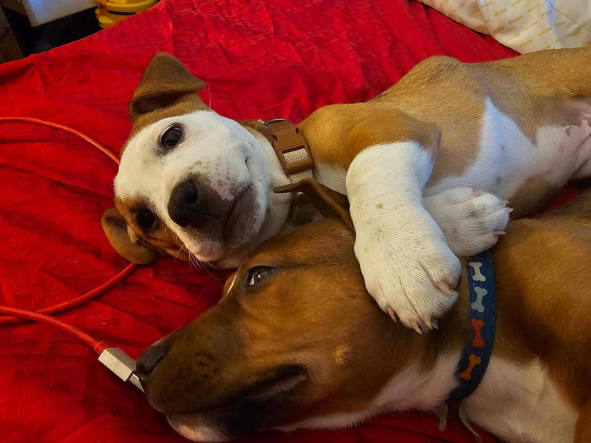 Lila is registered to the contest to win money with this photo: dog, puppy, two_dogs, cuddling, snuggling, red_blanket, bed, collar, paw, nose, fur, indoor, close_up, portrait, brown_dog, white_dog, cord, cozy, cute, playful