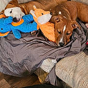 Lila joined the competition — help win amazing prizes! dog, sleeping_dog, brown_dog, white_dog, plush_toy, stuffed_animal, fox_plush, elephant_plush, couch, blanket, cozy, snuggling, indoor, pet, green_ball, bag, fabric, floor, strap, resting