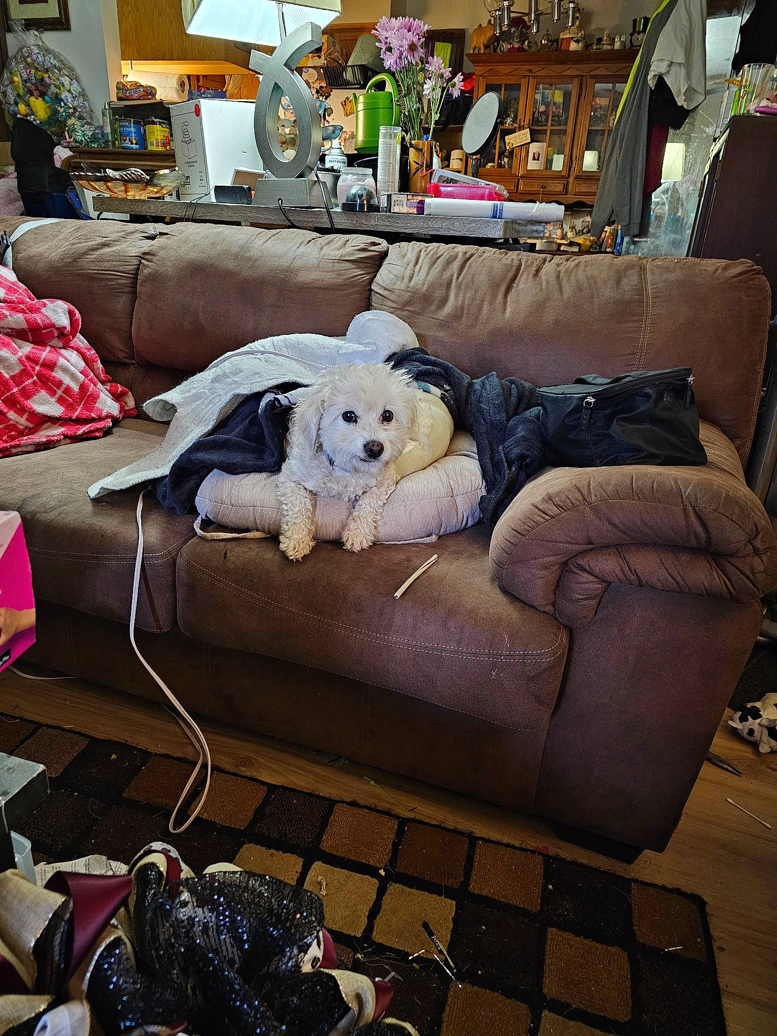 Coby is registered to the contest to win money with this photo: black, bookcase, carnivore, comfort, companion_dog, couch, dog, dog_breed, floor, flooring, furniture, interior_design, lamp, living_room, pillow, snapshot, sofa_bed, studio_couch, toy, toy_dog