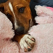 Rocco joined the competition — help win amazing prizes! dog, paw, blanket, pink, fluffy, close_up, portrait, pet, cozy, snout, fur, nails, brown_and_white, domestic_animal, indoor, couch, resting, cute, bedtime, soft_texture