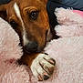 dog, paw, blanket, pink, fluffy, close_up, portrait, pet, cozy, snout, fur, nails, brown_and_white, domestic_animal, indoor, couch, resting, cute, bedtime, soft_texture