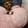 brown_dog, closeup, comfort, couch, cozy, dog, ears, fluffy, fur, home, indoor, looking, paw, pet, pink_cushion, playful, relaxed, resting, snout, white_markings