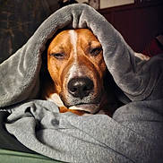 Rocco is registered to the contest to win money with this photo: animal, bed, blanket, brown_dog, canine, comfort, cozy, dog, expression, face, fur, indoor, pet, portrait, relaxed, resting, sleepy, snuggled, soft_texture, warm