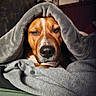 animal, bed, blanket, brown_dog, canine, comfort, cozy, dog, expression, face, fur, indoor, pet, portrait, relaxed, resting, sleepy, snuggled, soft_texture, warm